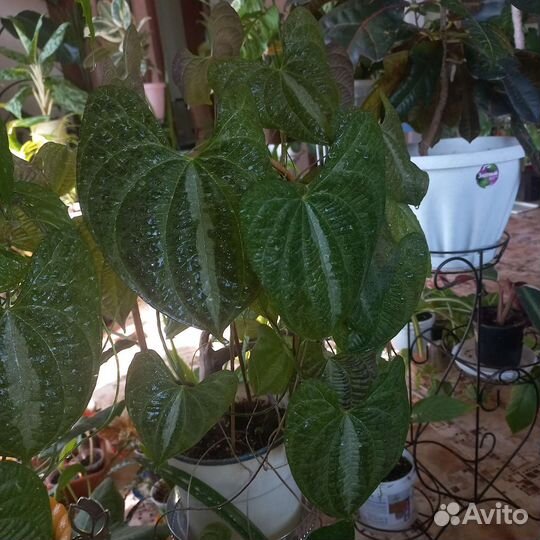 Диоскорея взрослая и детки