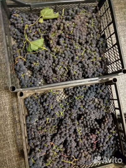 Виноград саженцы2года черный