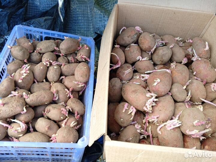 Семенной картофель, рая