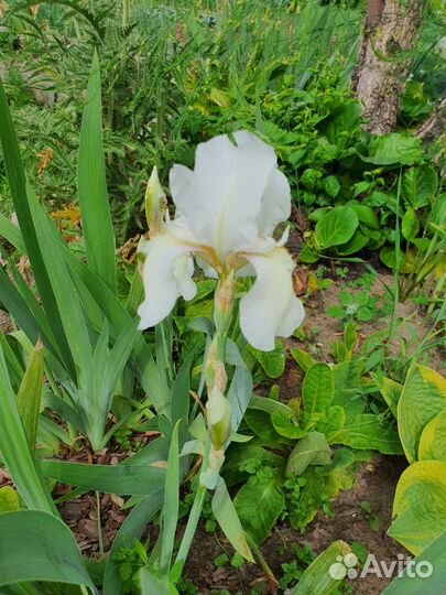 Лилейник разные сорта