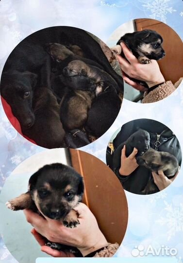 Щенки тоже хотят домой