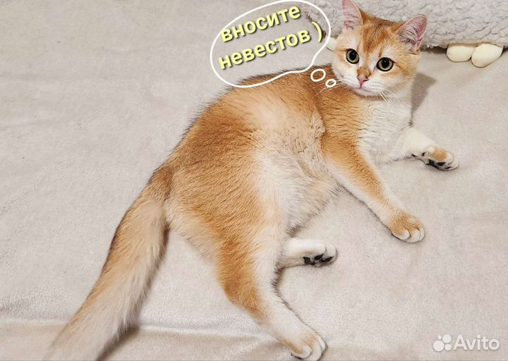 Золотая шиншилла кот ny12 на вязку с родословной