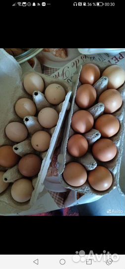 Домашние куриные яйца