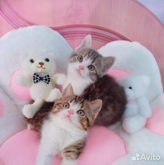 Котята британские