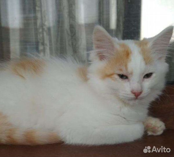 Котёнок мальчик