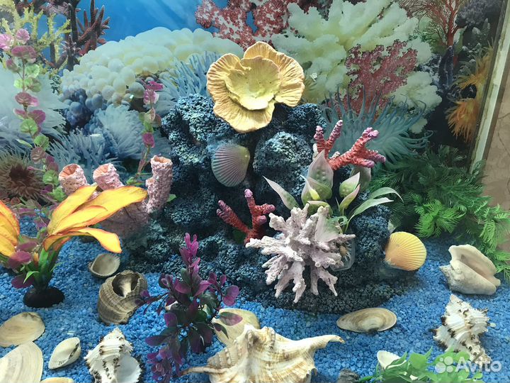 Сюда все вопросы про дом и аквариум