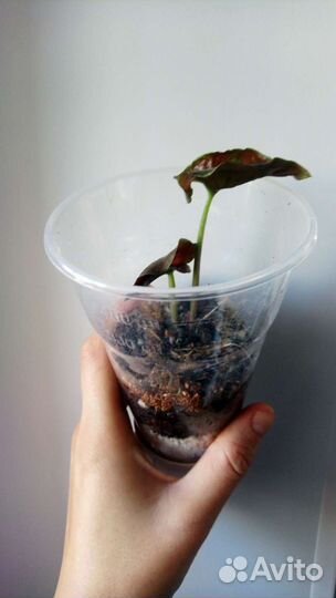 Сингониум т24, т25 и есть нью герия лайма вар