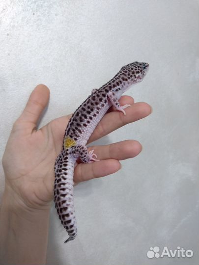 Геккон эублефар