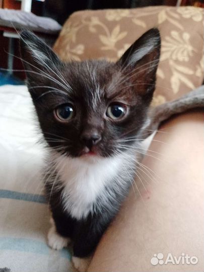 Кошки в добрые руки