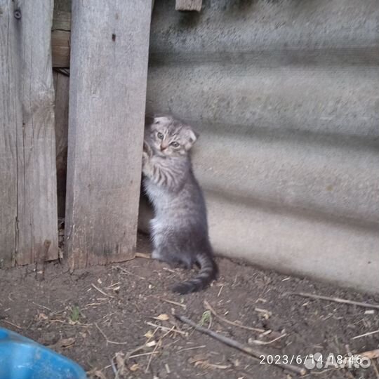 Котята