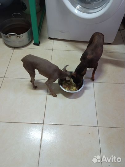 Той терьер мини