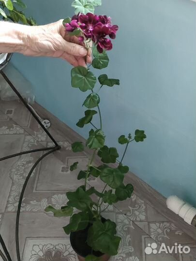 Пеларгония сортовая плющелистная