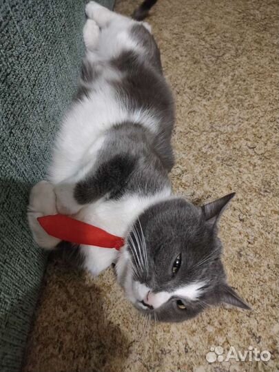 Галстук для Кота
