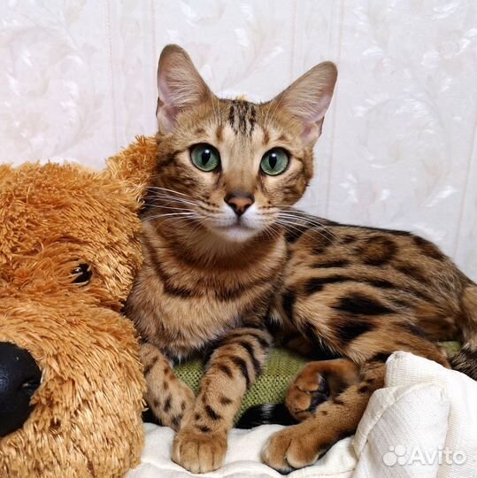 Бенгальская кошка ищет жениха