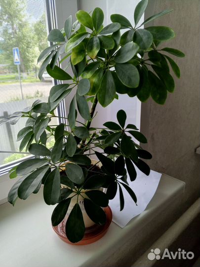 Комнатные цветы