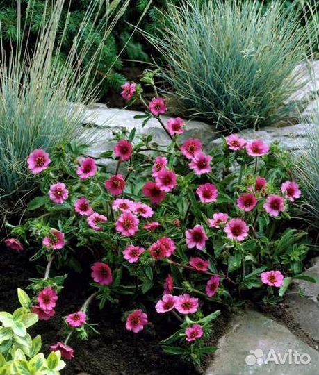 Лапчатка Непальская