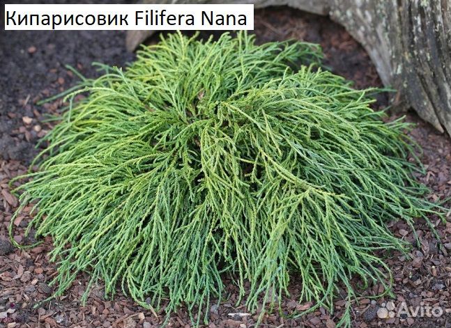 Хвойные саженцы в ассортименте