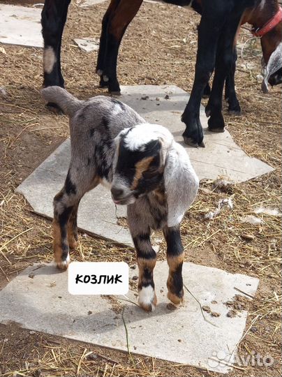 Нубийские козлята