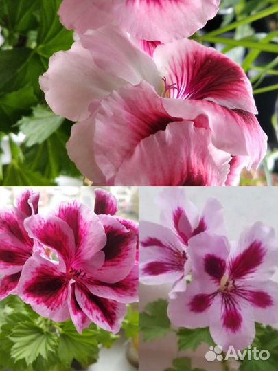 Королевская пеларгония