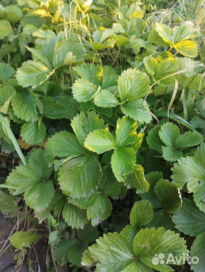 Клубника саженцы