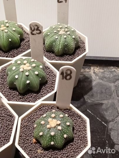 Астрофитум Звездчатый Стар Шейп 7 см горшок