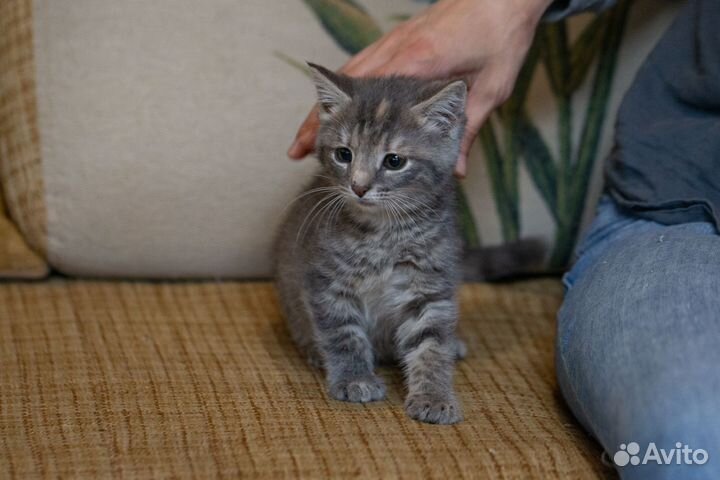 Котечка малышка Нэнси ждёт свою семью