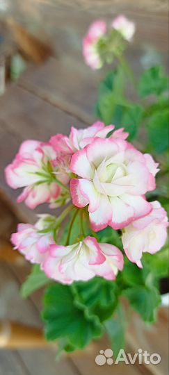 Черенок пеларгонии Apple Blossom Rosebud