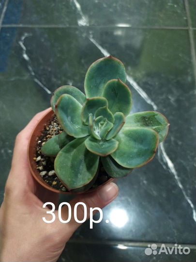 Суккуленты