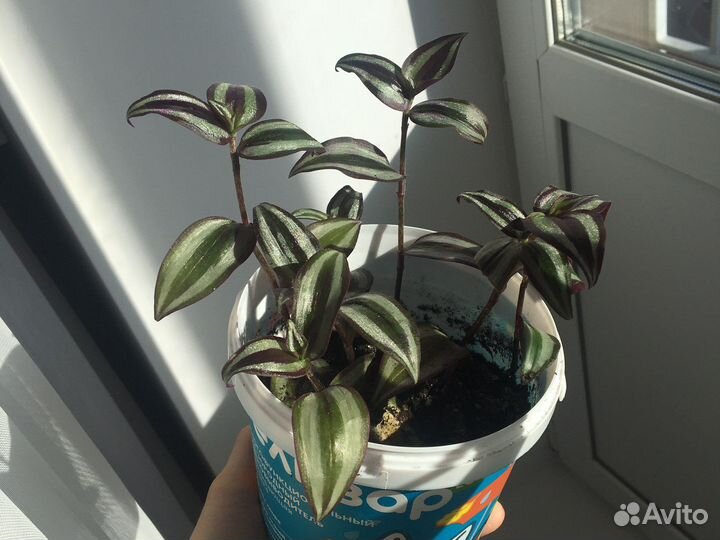 Традесканция зебрина