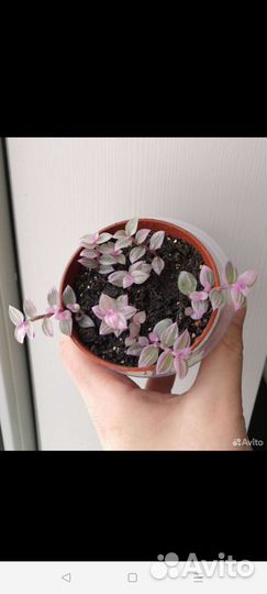 Каллизия розовая пантера