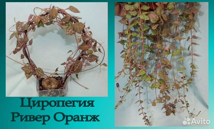 Циропегии