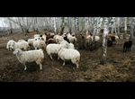 Овцы бараны