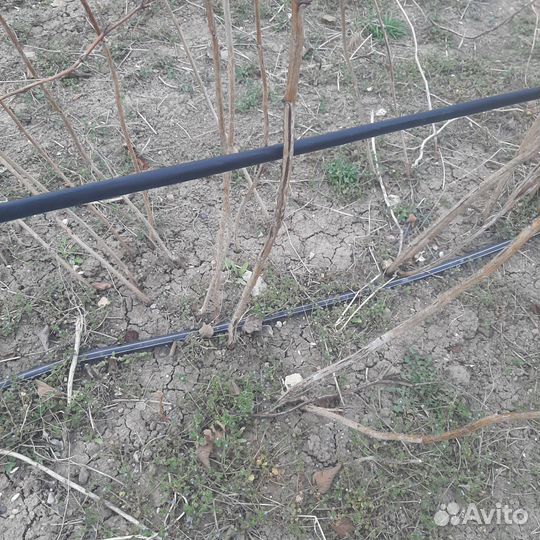 Малина феномен