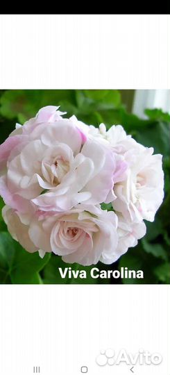 Пеларгония плющелистная