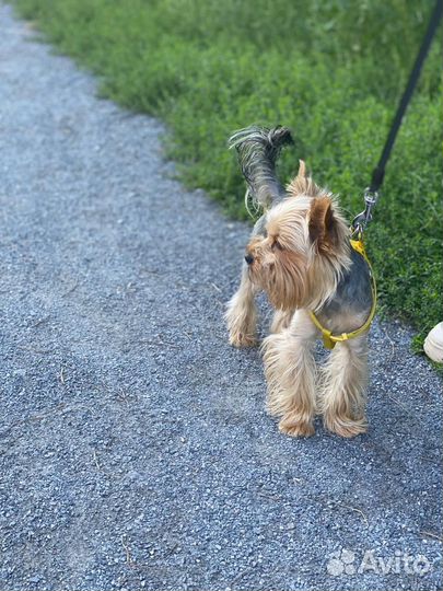 Йоркширский терьер вязка