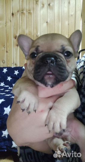 Французский бульдог щенки