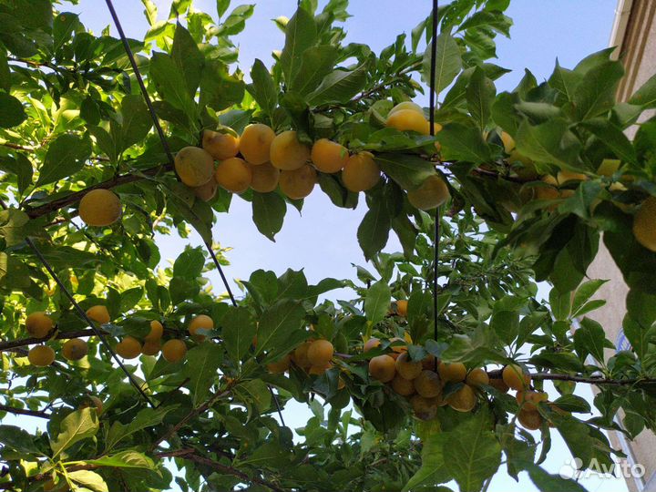 Саженцы смородины, сливы, малины вишни и сирени