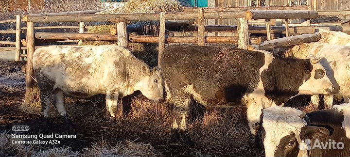 Быки, бычки,телята, крс на откорм