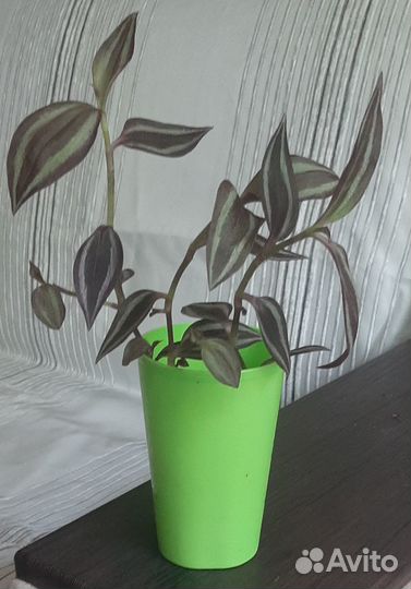 Традесканция