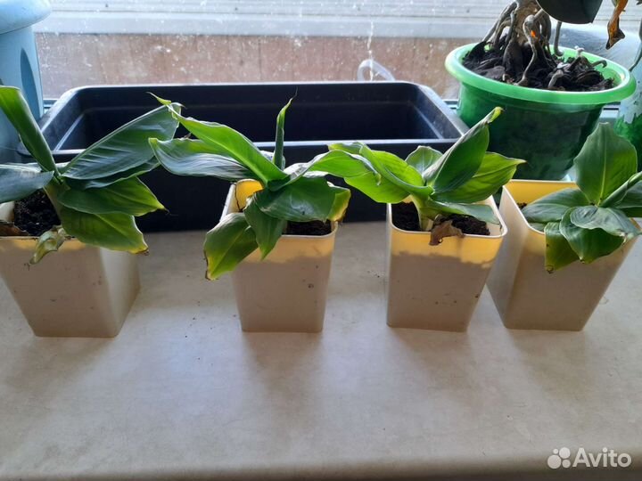 Банан Киевский Суперкарлик