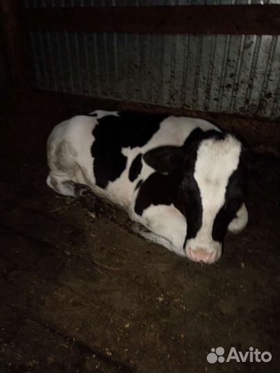 Корова с теленком можно раздельно