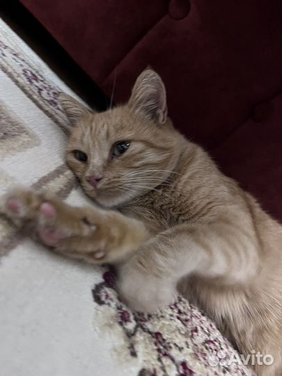 Рыжик в добрые руки