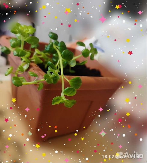 Пилея приплюснутая