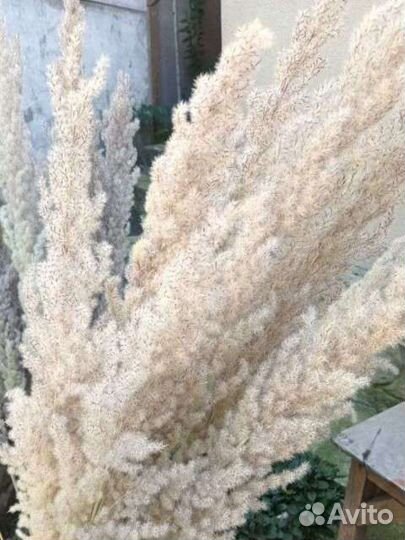 Пампасы,сухоцвет,венки,шишки 2023