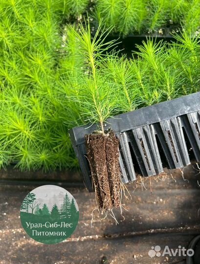 Сосна зкс окс сеянцы Ель Лиственница Голуб Горная