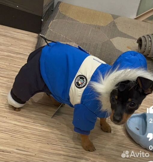 Одежда для маленьких собак зимняя