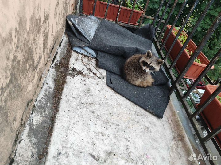 Енотик