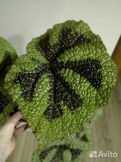 Бегония Masoniana