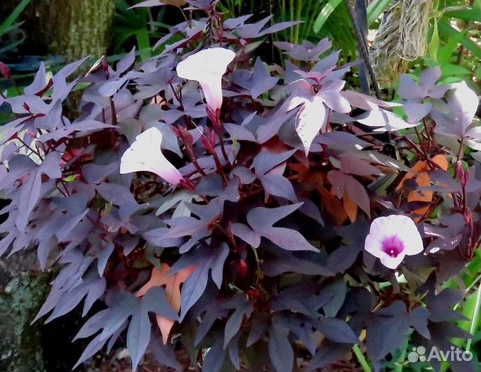 Ипомея батат swee