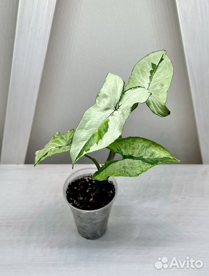 Сингониум Жаде